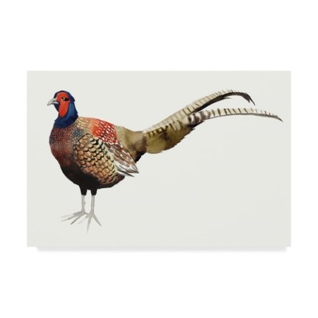 Grace Popp 'Watercolor Pheasant Ii' Canvas Art,30x47